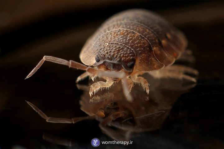 نمای نزدیک از یک ساس