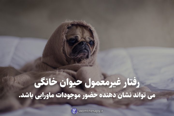 رفتار غیرمعمول حیوان خانگی می تواند نشان دهنده حضور موجودات ماورایی باشد.