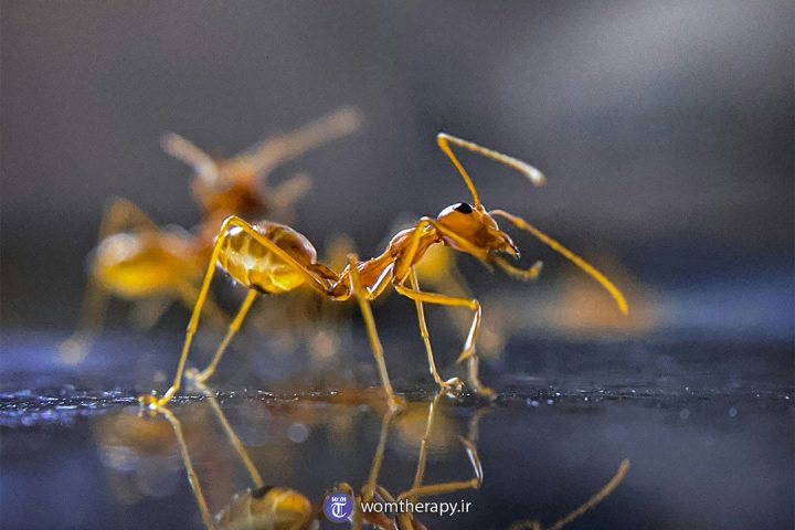 دو مورچه زرد در حال راه رفتن بر روی یک سطح خیس