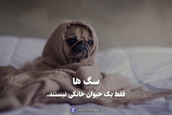 سگ ها فقط یک حیوان خانگی نیستند.